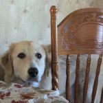 PetVet Vaccination Clinic