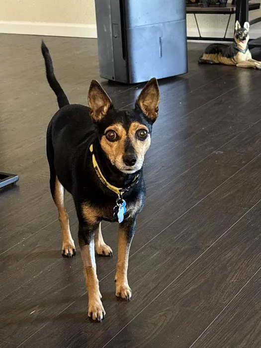 VCA Little Animal Hospital Picture 5