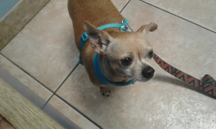 VCA Little Animal Hospital Picture 2