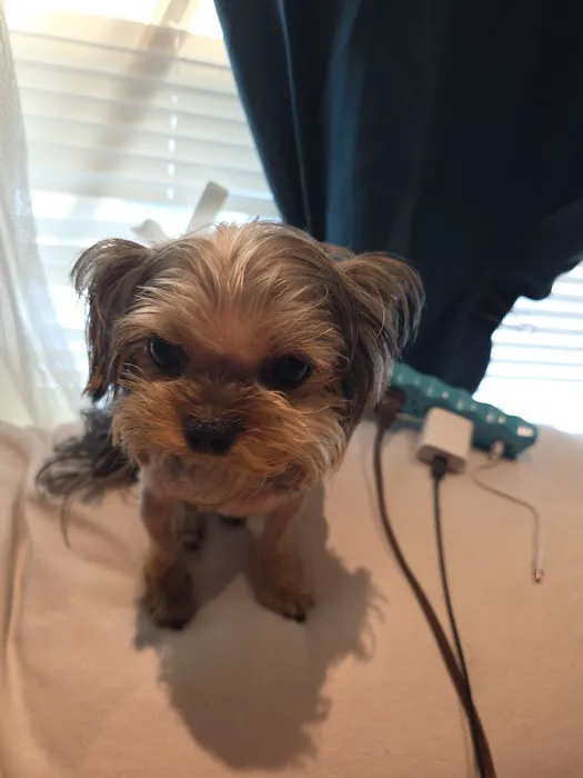 Advanced Veterinary Care of Pasco Picture 6
