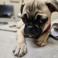 Advanced Veterinary Care of Pasco ico