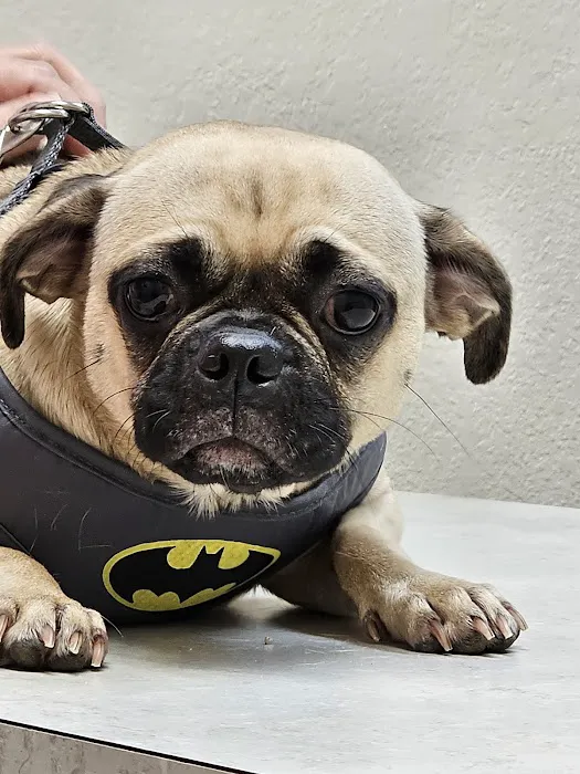 Advanced Veterinary Care of Pasco Picture 3