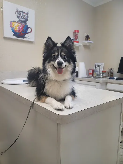 Advanced Veterinary Care of Pasco Picture 7