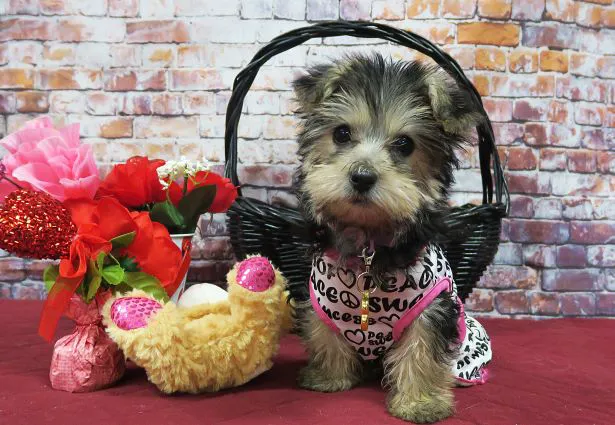 Acupet Veterinary Care Picture 2