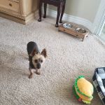 County Line Animal Hospital