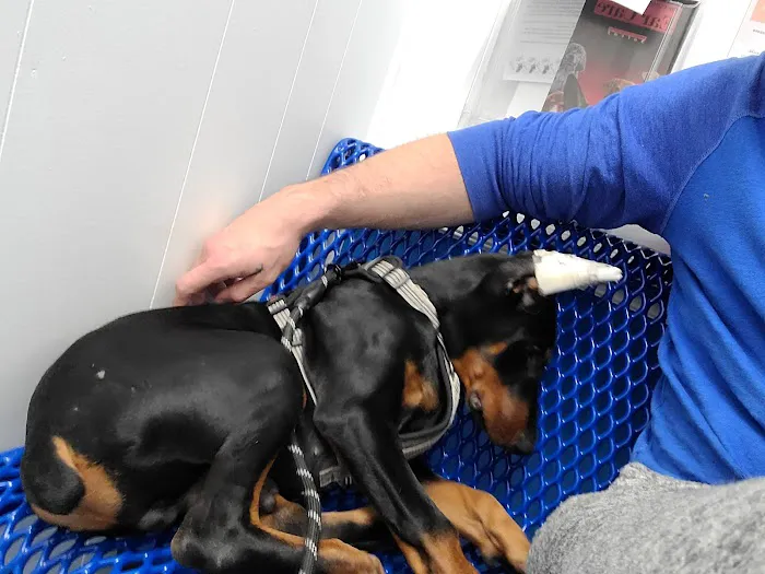 County Line Animal Hospital Picture 8