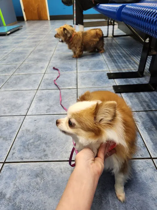 County Line Animal Hospital Picture 6
