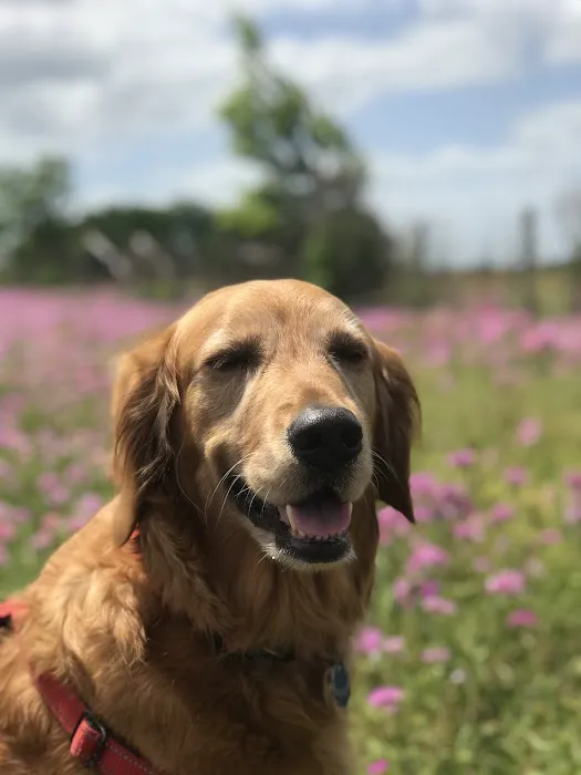 VCA Bayonet Point Animal Hospital Picture 7