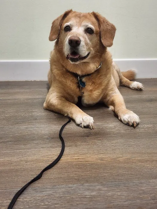VCA Bayonet Point Animal Hospital Picture 3