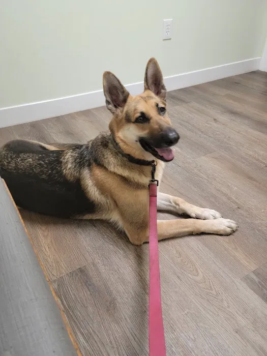 VCA Bayonet Point Animal Hospital Picture 2