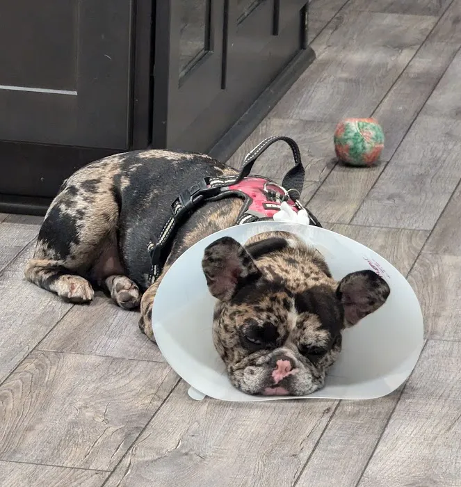 Paws Vet Care Center Picture 8