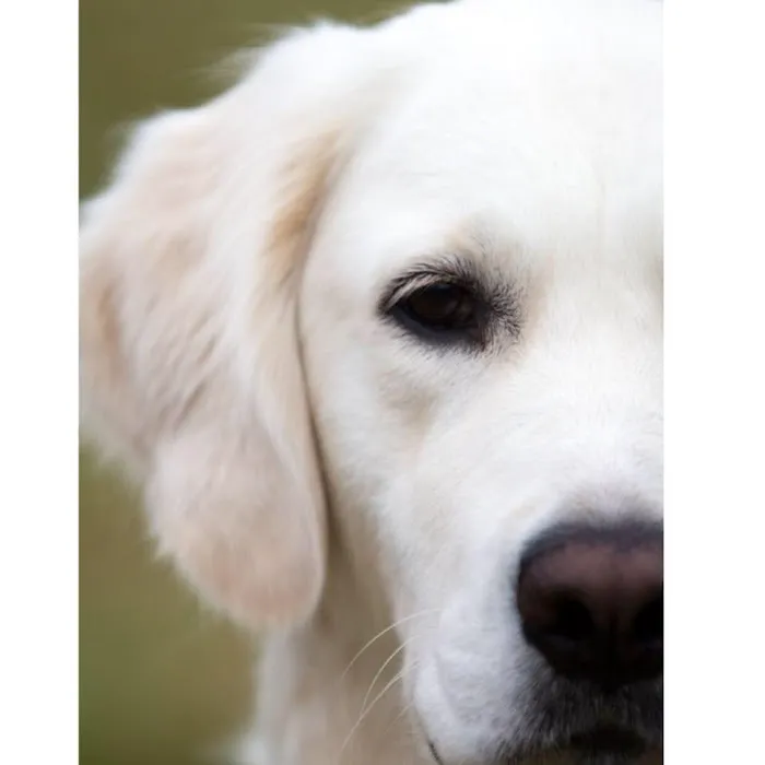 Paws Vet Care Center Picture 3
