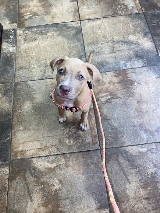 Paws Vet Care Center Picture 7