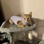 Paws Vet Care Center