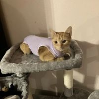 Paws Vet Care Center ico