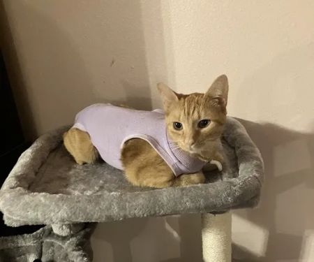 Paws Vet Care Center