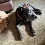 Dade City Animal Clinic