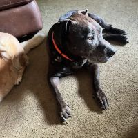 Dade City Animal Clinic ico
