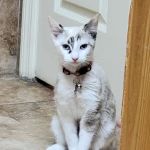 Veterinary Center at Fishhawk