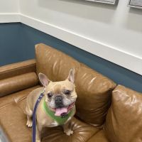 Beacon Emergency Veterinary Hospital ico
