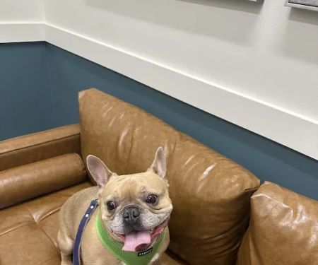 Beacon Emergency Veterinary Hospital