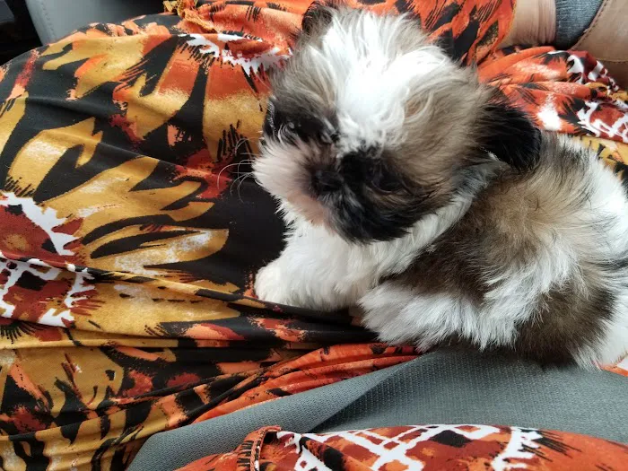 Southbay Animal Hospital Picture 10