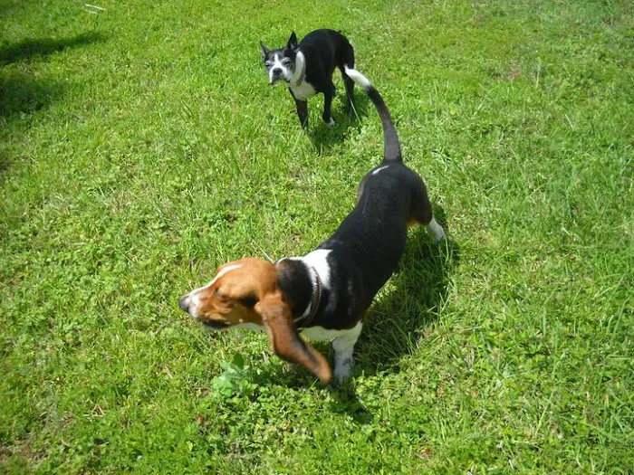 Southbay Animal Hospital Picture 8