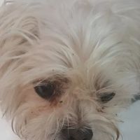 Big Bend Animal Hospital Inc ico