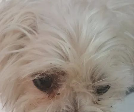 Big Bend Animal Hospital Inc