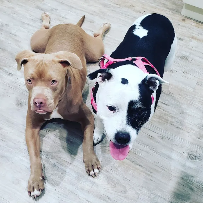Family Animal Hospital Picture 3
