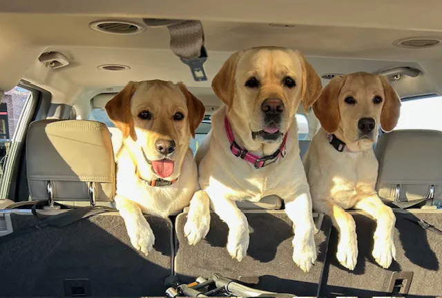 Family Animal Hospital Picture 1