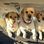 Family Animal Hospital
