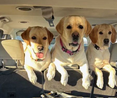 Family Animal Hospital