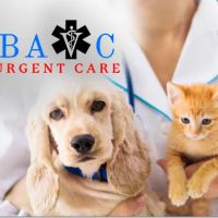 Bay Area Veterinary Care ico