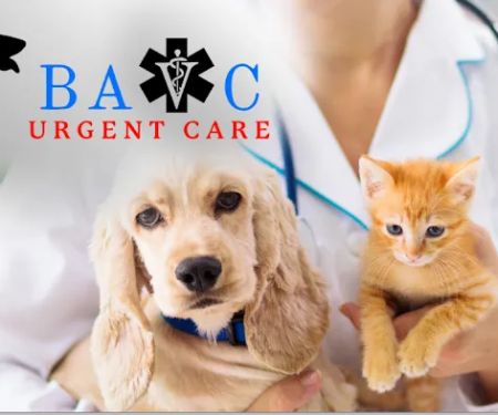 Bay Area Veterinary Care