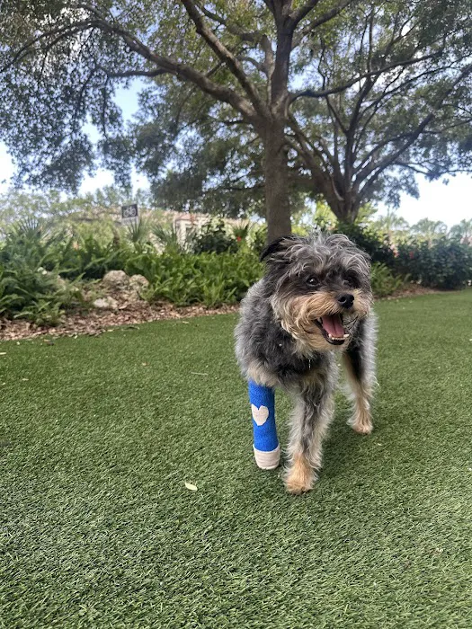 Bay Area Veterinary Care Picture 5