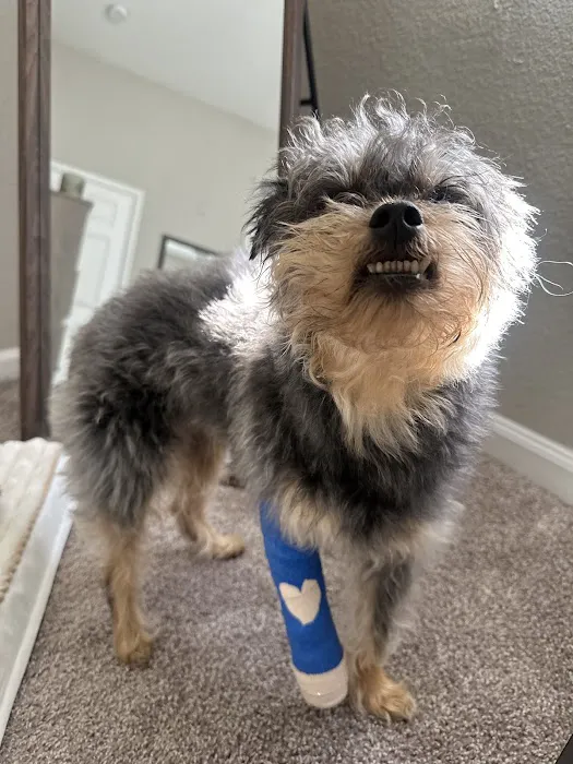 Bay Area Veterinary Care Picture 4