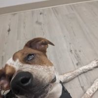 GoodVets Apollo Beach ico