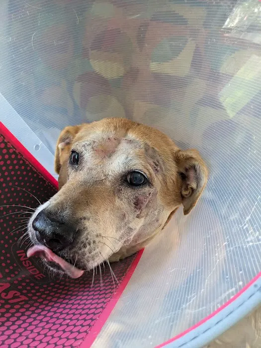 Sierra Animal Hospital Picture 4
