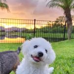 Sierra Animal Hospital