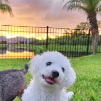 Sierra Animal Hospital ico