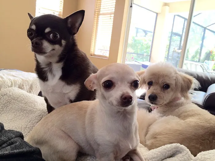 Sierra Animal Hospital Picture 8