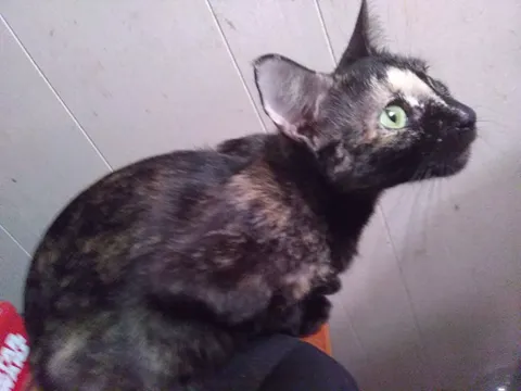 Sierra Animal Hospital Picture 5