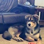 Apollo Animal Hospital: Burrington W R DVM