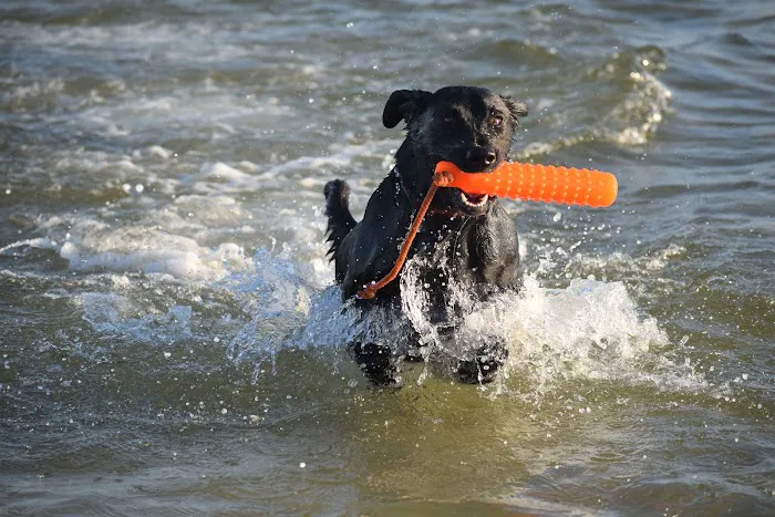 Apollo Beach Animal Hospital Picture 8