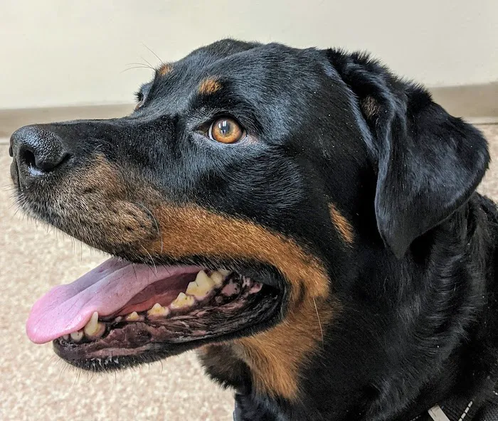 Apollo Beach Animal Hospital Picture 5