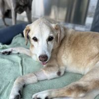 Apollo Beach Animal Hospital ico