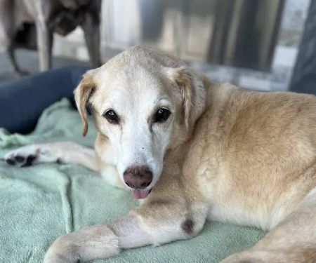 Apollo Beach Animal Hospital