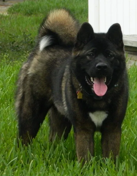 Noah's Mobile Vet Clinic Picture 10