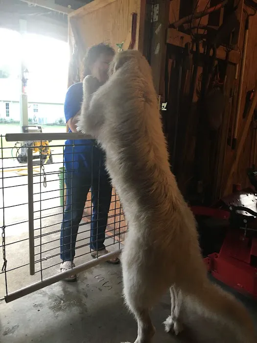 Noah's Mobile Vet Clinic Picture 1